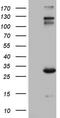 Immunoglobulin Superfamily Member 11 antibody, MA5-26624, Invitrogen Antibodies, Western Blot image 