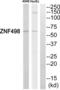 Zinc Finger And SCAN Domain Containing 25 antibody, abx015035, Abbexa, Western Blot image 
