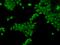 Coiled-Coil Domain Containing 141 antibody, 205310-T02, Sino Biological, Immunohistochemistry paraffin image 