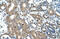 MAP3K7 C-Terminal Like antibody, ARP42552_T100, Aviva Systems Biology, Immunohistochemistry frozen image 