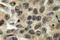 Cell Division Cycle 25C antibody, LS-C175950, Lifespan Biosciences, Immunohistochemistry paraffin image 