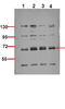 SRC-1 antibody, A00107S75-1, Boster Biological Technology, Western Blot image 