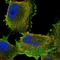 Spartin antibody, PA5-65224, Invitrogen Antibodies, Immunofluorescence image 