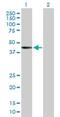 Ras Related GTP Binding B antibody, H00010325-B01P, Novus Biologicals, Western Blot image 