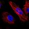 Zinc Finger Protein 563 antibody, NBP1-81973, Novus Biologicals, Immunofluorescence image 