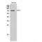NDC80 Kinetochore Complex Component antibody, LS-C383901, Lifespan Biosciences, Western Blot image 
