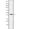 G Protein-Coupled Receptor 139 antibody, PA5-67645, Invitrogen Antibodies, Western Blot image 