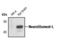 Neurofilament Light antibody, MA5-14981, Invitrogen Antibodies, Western Blot image 