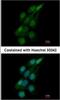 Tripartite Motif Containing 62 antibody, NBP2-15144, Novus Biologicals, Immunofluorescence image 