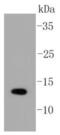 Small Ubiquitin Like Modifier 1 antibody, NBP2-67419, Novus Biologicals, Western Blot image 