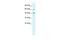 Tripartite Motif Containing 68 antibody, PA5-40894, Invitrogen Antibodies, Western Blot image 