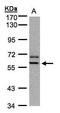 Paired Box 7 antibody, PA5-27253, Invitrogen Antibodies, Western Blot image 