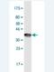 Glutamate Receptor Interacting Protein 1 antibody, H00023426-M05-100ug, Novus Biologicals, Western Blot image 