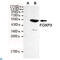 FOXP3 antibody, LS-C812969, Lifespan Biosciences, Western Blot image 