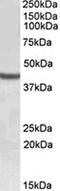 SRY-Box 3 antibody, orb20571, Biorbyt, Western Blot image 