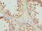 Methionine Adenosyltransferase 2A antibody, LS-C396952, Lifespan Biosciences, Immunohistochemistry frozen image 