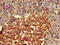 Frizzled-4 antibody, CSB-PA890755LA01HU, Cusabio, Immunohistochemistry frozen image 
