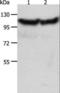 Actinin Alpha 3 (Gene/Pseudogene) antibody, LS-C404435, Lifespan Biosciences, Western Blot image 