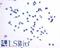 Prostaglandin E Receptor 4 antibody, LS-A383, Lifespan Biosciences, Immunocytochemistry image 