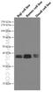 POU Class 2 Homeobox Associating Factor 1 antibody, 66659-1-Ig, Proteintech Group, Western Blot image 