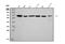 Transketolase antibody, M02197-1, Boster Biological Technology, Western Blot image 