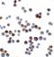 IL1R3 antibody, LS-C310, Lifespan Biosciences, Immunocytochemistry image 