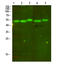 Mitochondrially Encoded Cytochrome B antibody, A03737, Boster Biological Technology, Western Blot image 