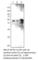 Nicotinamide Phosphoribosyltransferase antibody, VSFTN-112AP, FabGennix, Western Blot image 