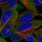 Cholinergic Receptor Nicotinic Delta Subunit antibody, HPA065404, Atlas Antibodies, Immunofluorescence image 