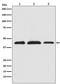 AKT1 Substrate 1 antibody, M03629-1, Boster Biological Technology, Western Blot image 