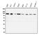 Phosphatidylinositol-4,5-Bisphosphate 3-Kinase Catalytic Subunit Gamma antibody, A01517-2, Boster Biological Technology, Western Blot image 