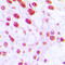 DNA Polymerase Beta antibody, LS-C352683, Lifespan Biosciences, Immunohistochemistry frozen image 