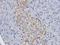 Islet Amyloid Polypeptide antibody, orb395796, Biorbyt, Immunohistochemistry paraffin image 