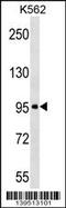 ABI Family Member 3 Binding Protein antibody, 60-267, ProSci, Western Blot image 