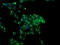 MIF4G Domain Containing antibody, M12167, Boster Biological Technology, Immunofluorescence image 