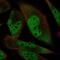 RNA Binding Motif Protein 24 antibody, PA5-66881, Invitrogen Antibodies, Immunofluorescence image 