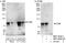 TGF-Beta Activated Kinase 1 (MAP3K7) Binding Protein 2 antibody, NBP1-46200, Novus Biologicals, Western Blot image 