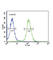 Neuropeptide VF Precursor antibody, abx032457, Abbexa, Western Blot image 