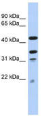 GATA Zinc Finger Domain Containing 2A antibody, TA345224, Origene, Western Blot image 