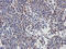 Sialic Acid Binding Ig Like Lectin 1 antibody, orb318719, Biorbyt, Immunohistochemistry paraffin image 