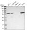 Sphingosine-1-Phosphate Receptor 5 antibody, NBP1-81834, Novus Biologicals, Western Blot image 