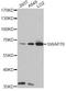 Switching B Cell Complex Subunit SWAP70 antibody, A06972, Boster Biological Technology, Western Blot image 