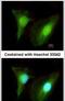 SET And MYND Domain Containing 2 antibody, PA5-30732, Invitrogen Antibodies, Immunofluorescence image 