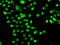 CCAAT Enhancer Binding Protein Gamma antibody, 22-831, ProSci, Immunofluorescence image 