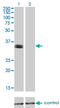 Paired Like Homeobox 2A antibody, LS-C196695, Lifespan Biosciences, Western Blot image 