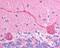 Checkpoint with forkhead and RING finger domains protein antibody, 45-397, ProSci, Enzyme Linked Immunosorbent Assay image 