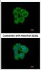 N-Myristoyltransferase 2 antibody, NBP2-19555, Novus Biologicals, Immunocytochemistry image 