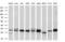 Thiopurine S-Methyltransferase antibody, MA5-25057, Invitrogen Antibodies, Western Blot image 