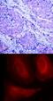 3-Phosphoinositide Dependent Protein Kinase 1 antibody, 79-103, ProSci, Immunohistochemistry frozen image 