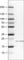 CD3 antibody, AMAb90876, Atlas Antibodies, Western Blot image 